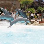 Dolphin dies after Swiss techno party