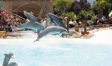 Dolphin dies after Swiss techno party