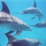 Dolphins form groups like humans: Swiss study