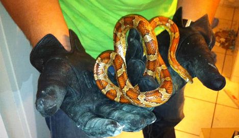 Escaped snake terrifies tenants