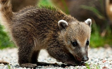 A baby coati at Zurich Zoo. 