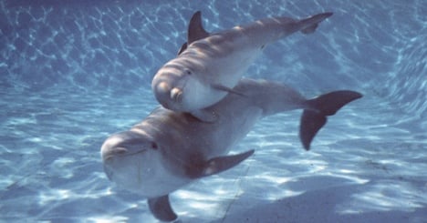 Conny-Land head says workers killed dolphins