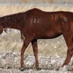 Swiss stores pull meat over horse cruelty claims