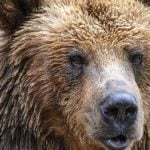 New fears for livestock after Swiss bear sighting