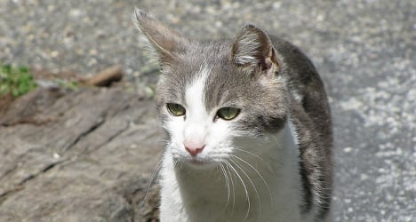 Missing Swiss cat turns up 600km away in Germany