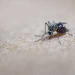 WHO: No Zika vaccine before 2020