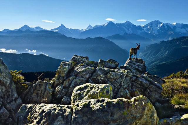 Alpine safari: where to spot Switzerland’s ‘big five’ this summer