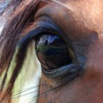 Swiss police arrest animal breeder after shocking photos show mistreated horses