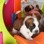 Barry Foundation celebrates bumper crop of St Bernard puppies
