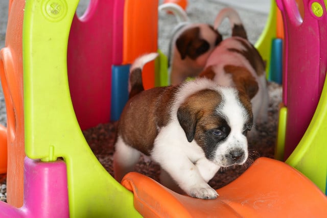 Barry Foundation celebrates bumper crop of St Bernard puppies