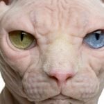Coming soon to an internet near you: Switzerland’s creepy 'naked cat'