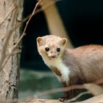 Car-owners warned to beware of cable-chewing martens