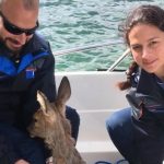 WATCH: Swiss water police rescue drowning deer