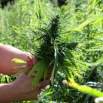 Weed wars: 4,000 legal cannabis plants destroyed in Switzerland