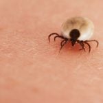 Swiss health ministry recommends vaccination for tick-borne encephalitis