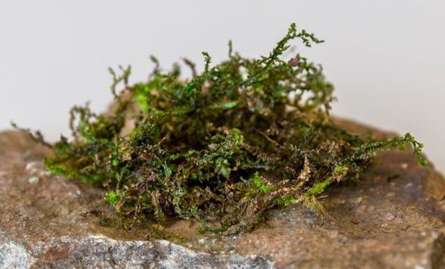 Liverworts may be better for pain relief than cannabis: Swiss study