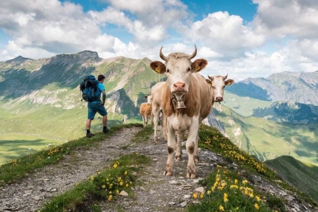 A friendly(ish) cow stares into the camera on a mountain pass in Kandersteig Switzerland. 