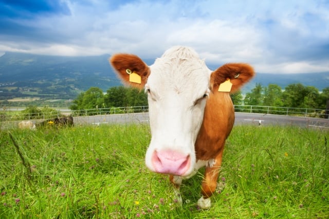 Cow attack: two hikers injured in central Switzerland