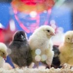 Shredding of live chicks to be banned in Switzerland from January 2020