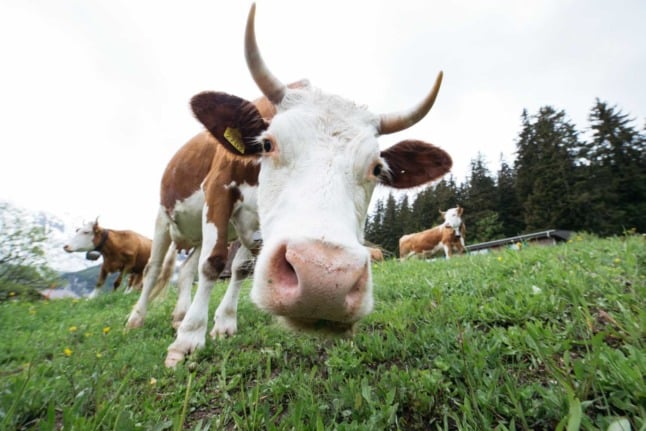 A cow in a paddock in Mürren, Switzerland. 