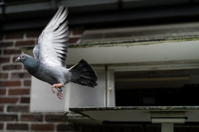 Swiss history: How the Swiss army refused to decommission its pigeons
