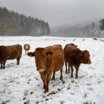 Switzerland detects ‘atypical’ case of mad cow disease