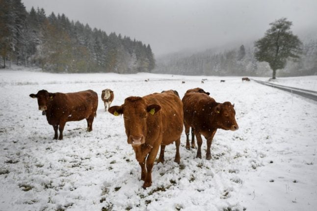 Switzerland detects ‘atypical’ case of mad cow disease
