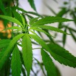 Switzerland green lights recreational marijuana trial