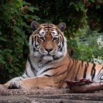 Tiger kills zookeeper in Zurich