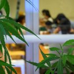 Switzerland backs recreational cannabis trials - with one condition